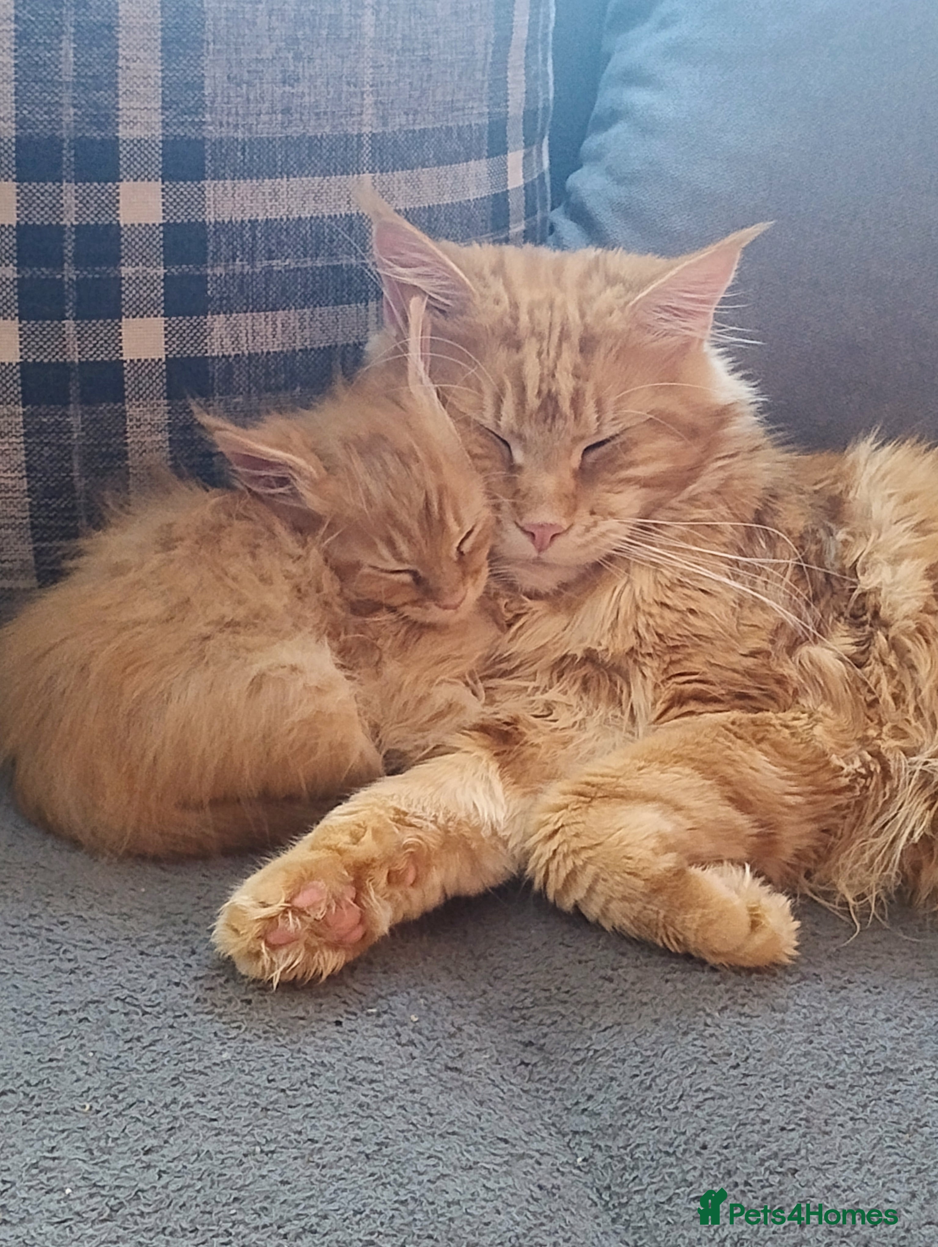 Maine Coon cats *LAST ONE* GINGER GIRL full Maine Coon Kitten - Advert 15