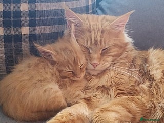 Maine Coon cats *LAST ONE* GINGER GIRL full Maine Coon Kitten - Advert 15