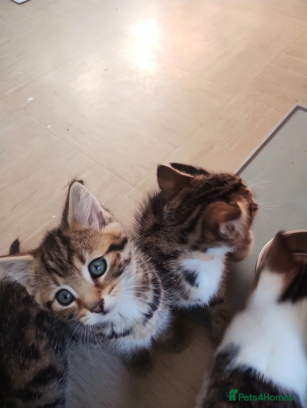 Domestic Shorthair cats for sale:  ** s in Birmingham - Advert 4