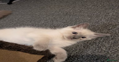 Ragdoll cats - Advert 15