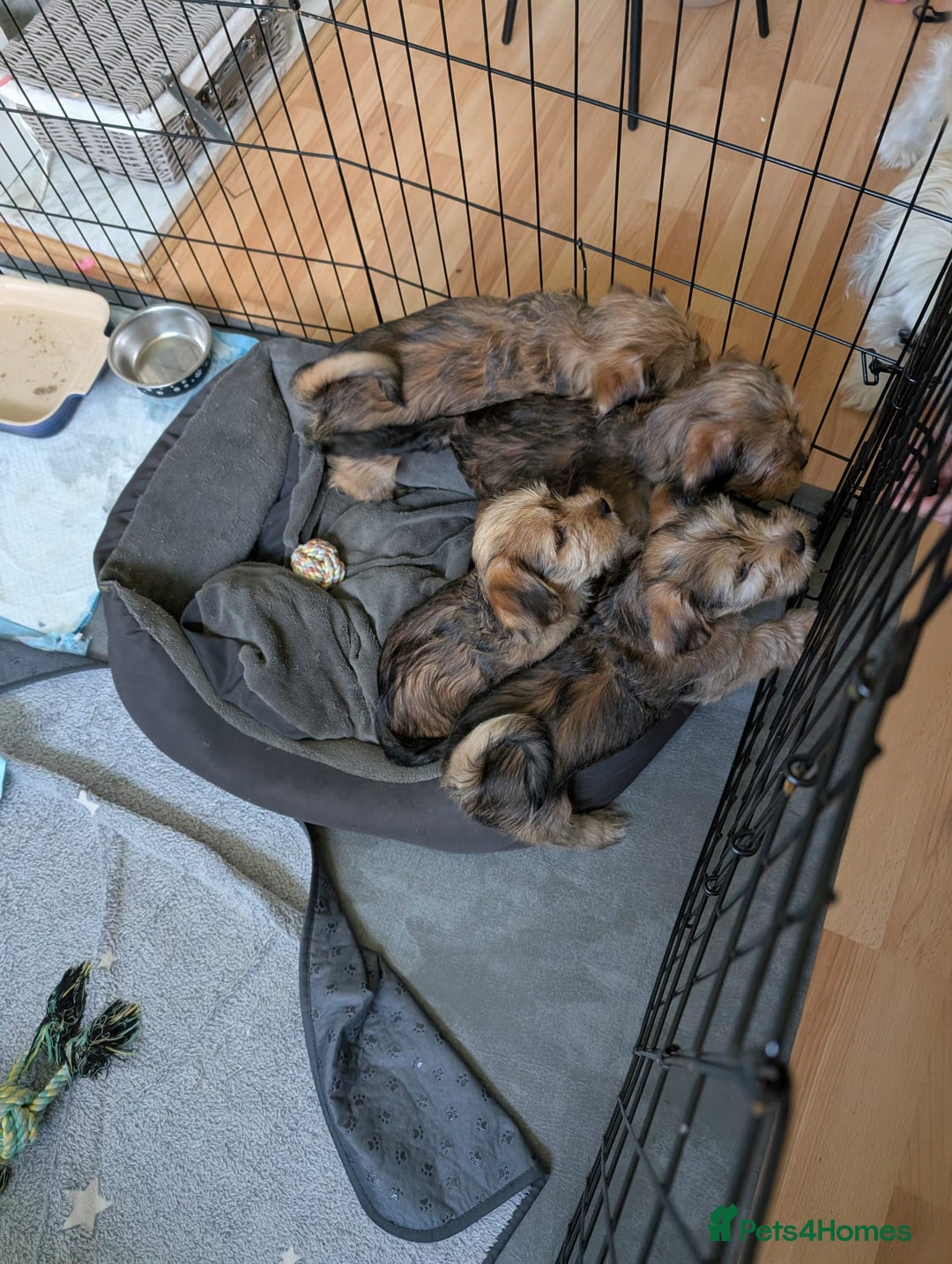 Shorkie dogs for sale: Shihtzu/ Maltese/ Yorkshire Terrier Puppies - Image 8