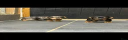 Dachshund dogs for sale: Wired haired dachshund puppies - Advert 6