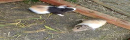 Guinea Pig rodents for sale: Baby boy guinea pigs  available soon - Advert 7