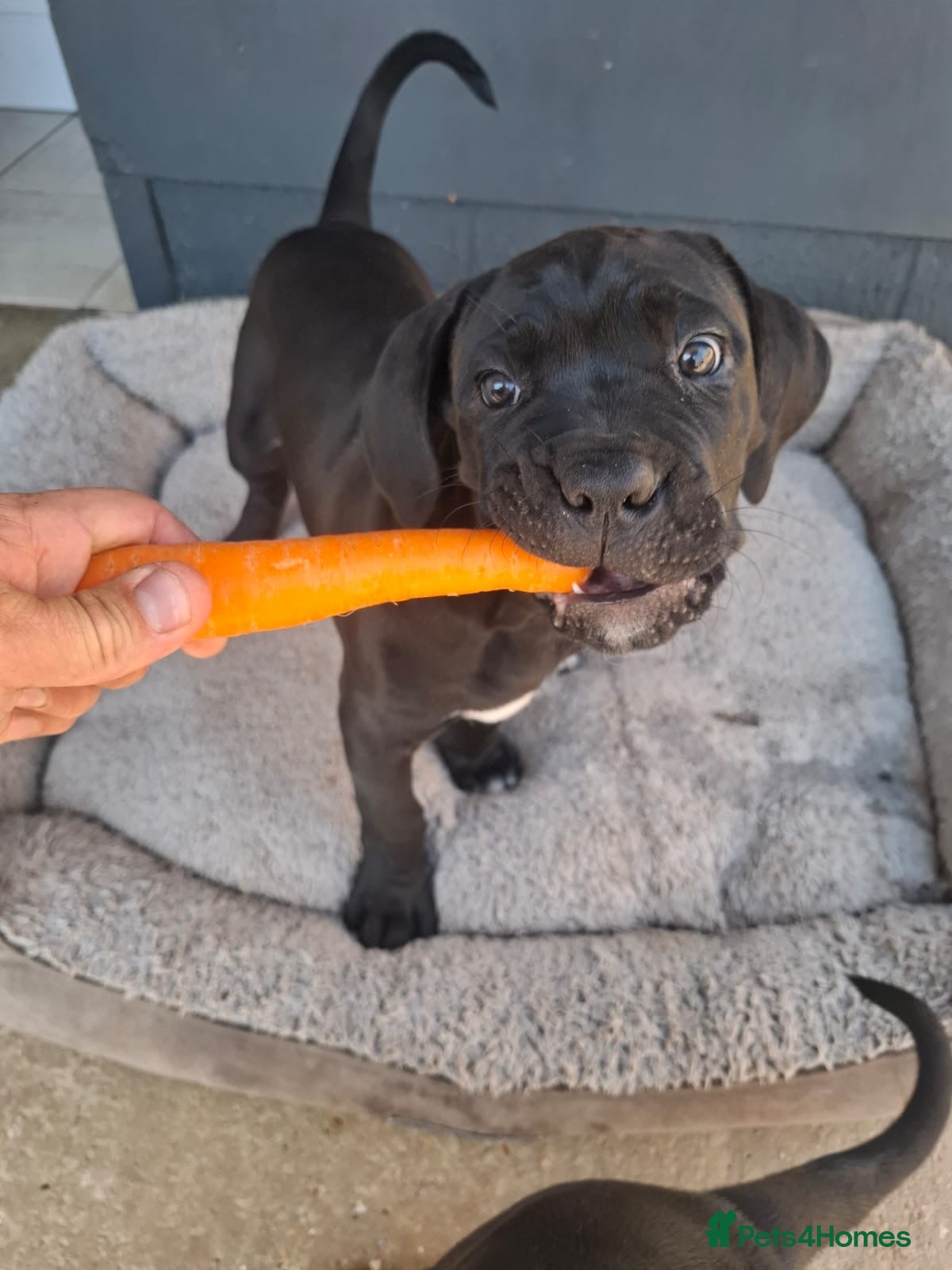 Cane Corso dogs CANE CORSO PUPPIES - Advert 3