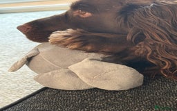 Sprocker dogs for stud: Stud  - Image 3