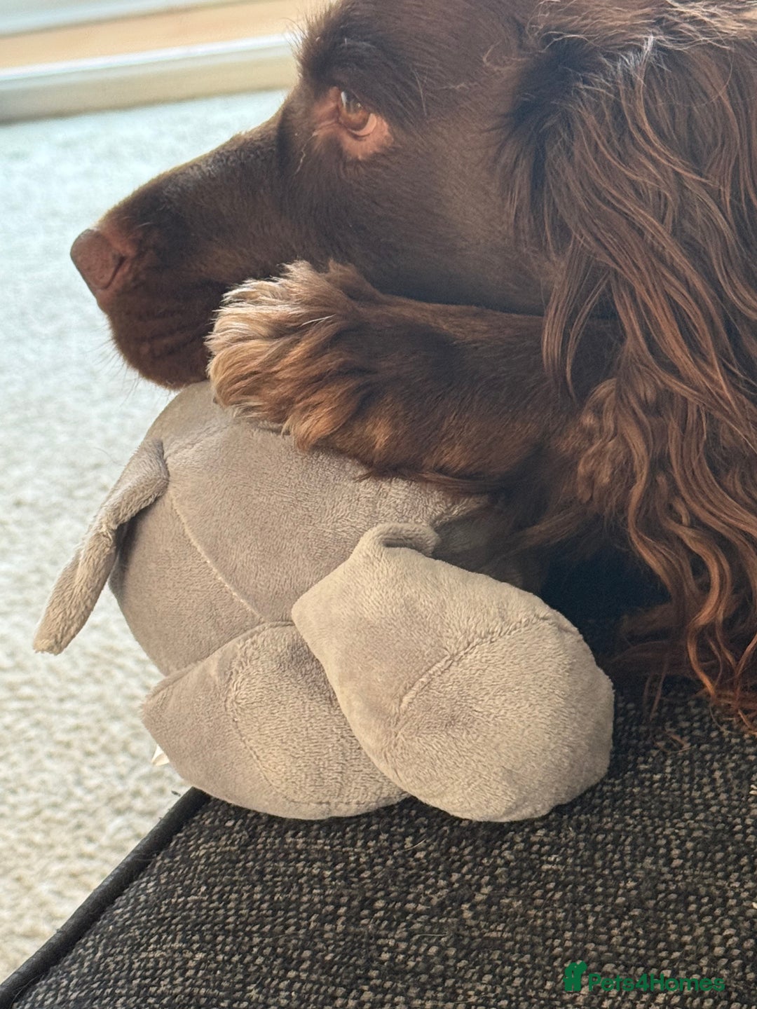 Sprocker dogs for stud: Stud  - Image 3