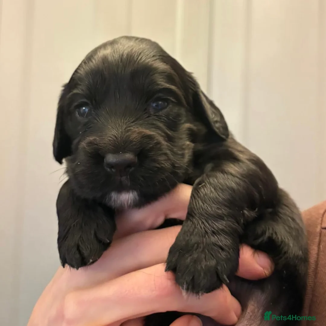 Cocker Spaniel dogs for sale: KC reg working cocker spaniels  - Advert 4