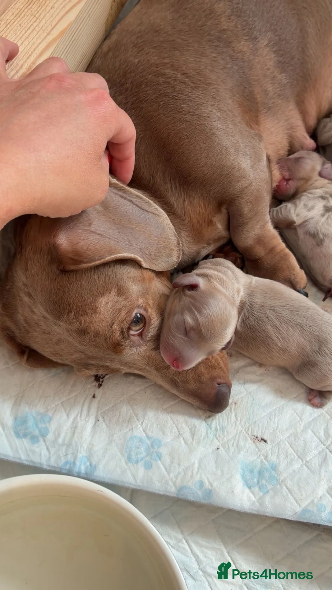 Miniature Dachshund dogs for sale: Miniature Dachshund pups ready for homes in 4 week in Stourbridge - Advert 2