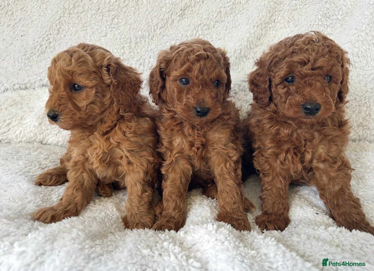 Toy Poodle dogs KC health tested toy poodle  - Advert 8