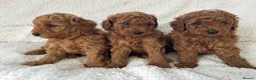 Toy Poodle dogs for sale: KC health tested toy poodle  - Advert 2
