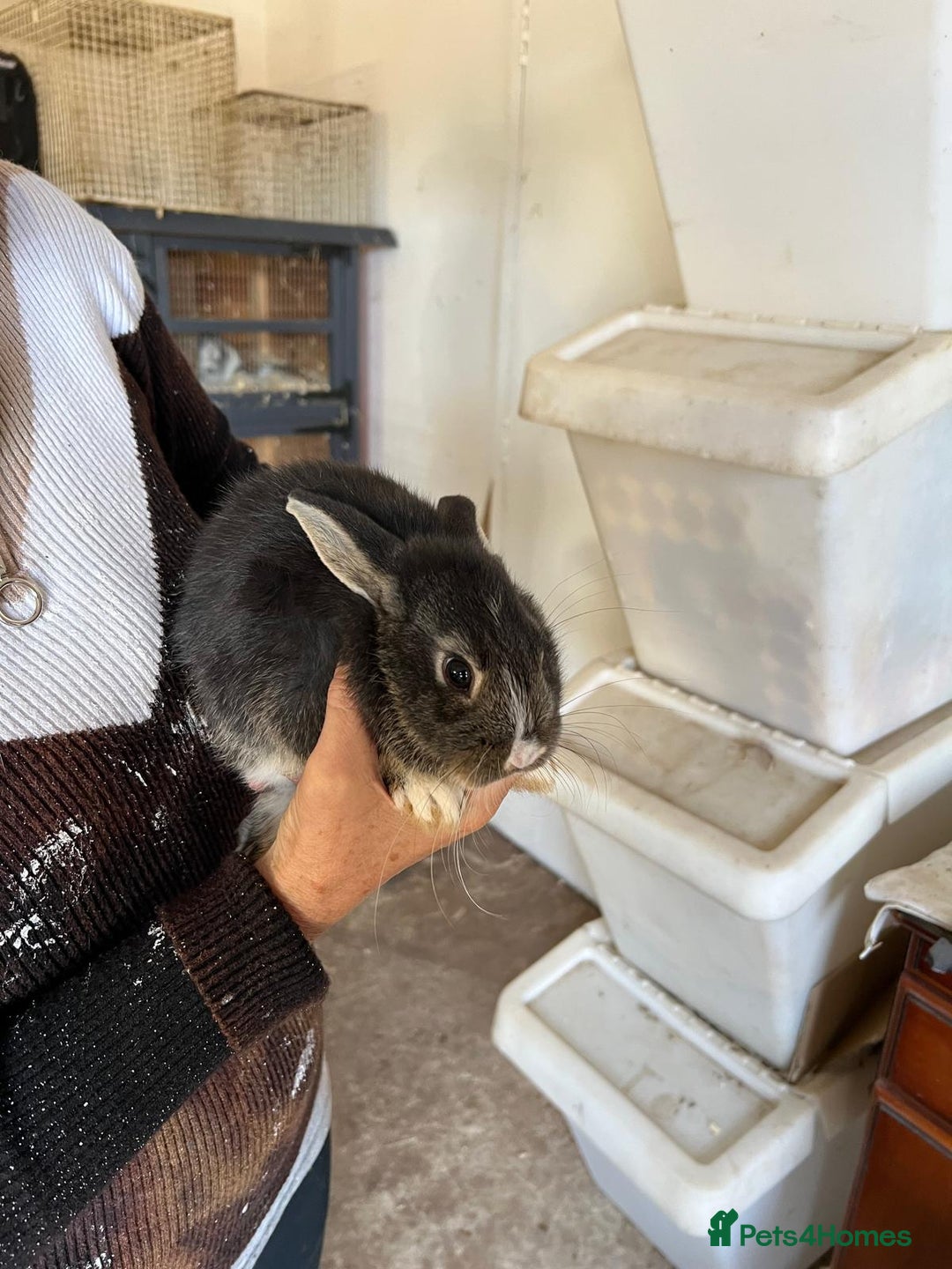 Mixed Breed rabbits for sale: Bunnies available - Image 2