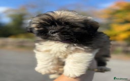 Lhasa Apso dogs for sale: Lhasa Apso Puppies  - Image 5