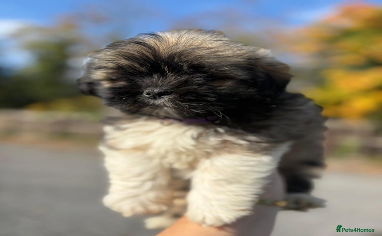 Lhasa Apso dogs - Advert 1