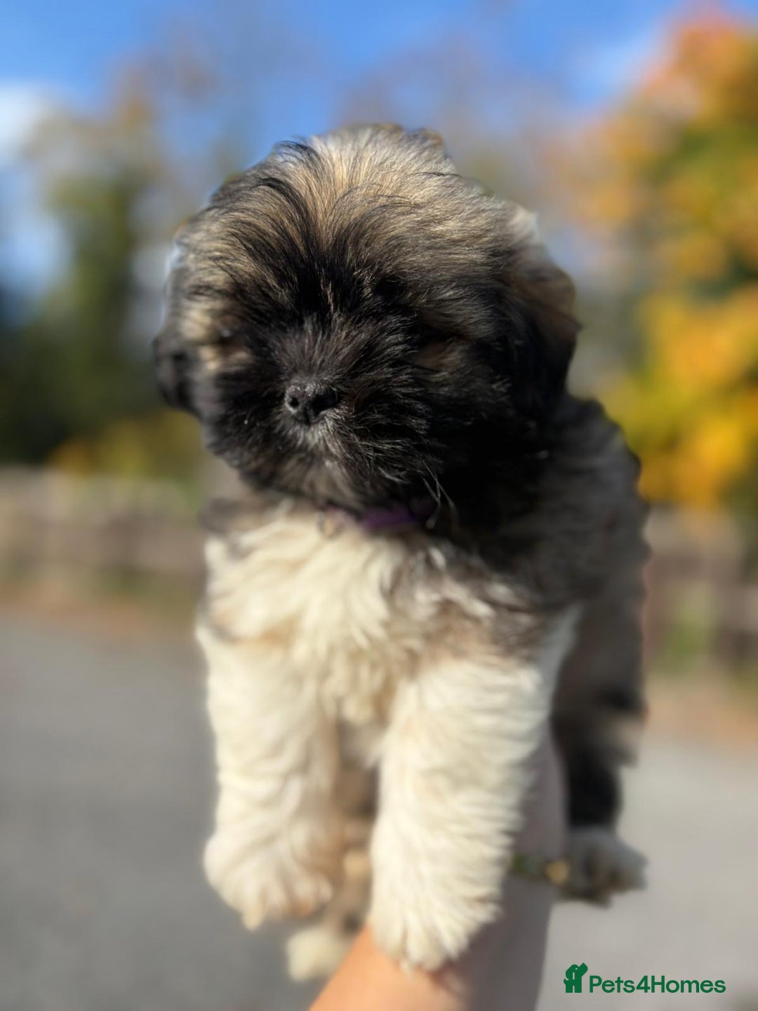 Lhasa Apso dogs for sale: Lhasa Apso Puppies  - Image 5