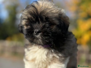 Lhasa Apso dogs - Advert 5