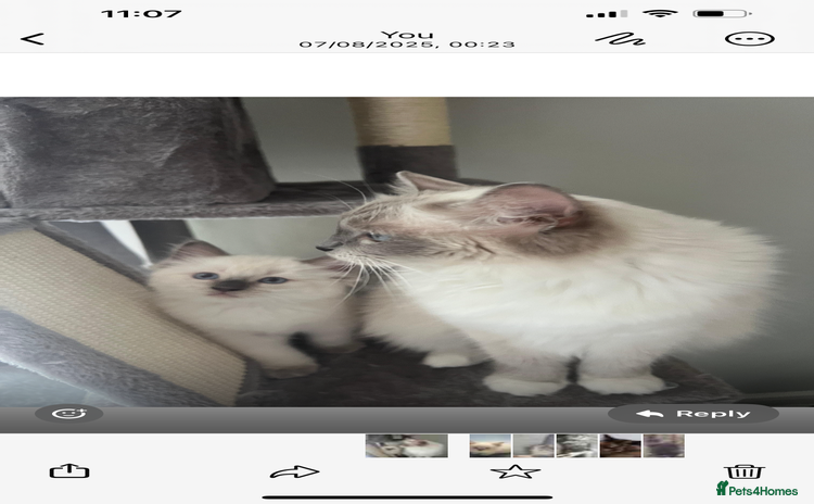 Ragdoll cats - Advert 16