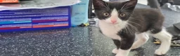 Mixed Breed cats for sale: 3 kittens ready for their forever home  - Advert 3