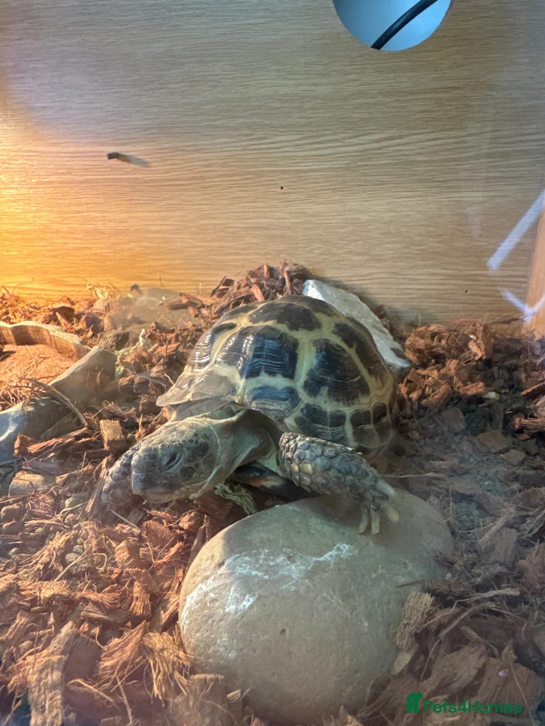 Tortoise reptiles for sale: Tortoise Russian  in Bournemouth - Advert 2