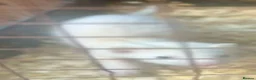 Ferret rodents for sale: Baby hob ferrets for sale  - Advert 2