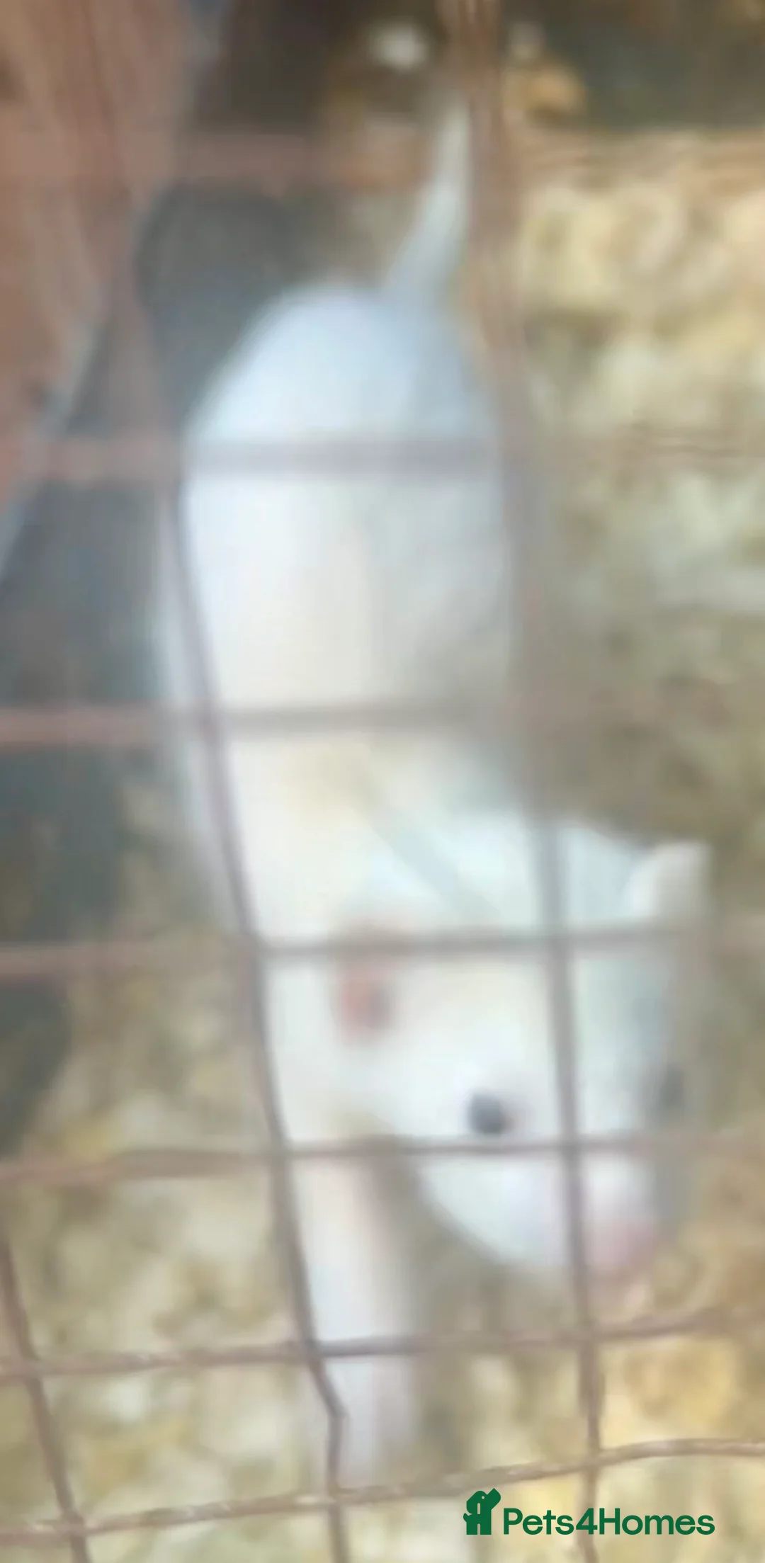 Ferret rodents for sale: Baby hob ferrets for sale  - Advert 2