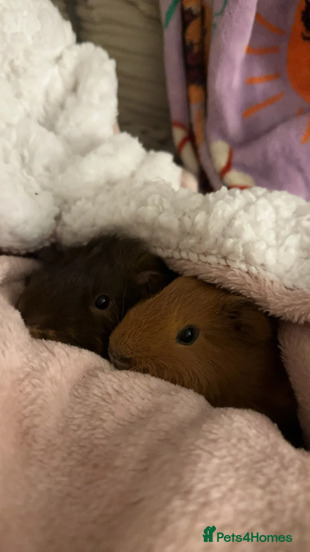 Guinea Pig rodents for sale: 2 guineapigs and cage for sale  - Advert 1