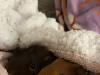 Guinea Pig rodents 2 guineapigs and cage for sale - Advert 2