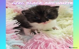 Mixed Breed cats for sale:  Kittens🥰Ragdoll and short hair domestic catcat  - Image 6