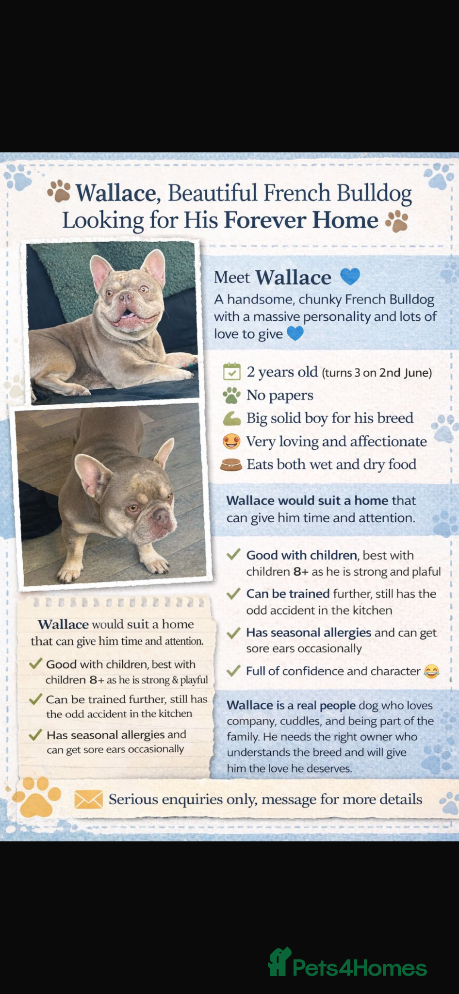 French Bulldog dogs French bulldog - Advert 2