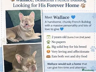 French Bulldog dogs French bulldog - Advert 2