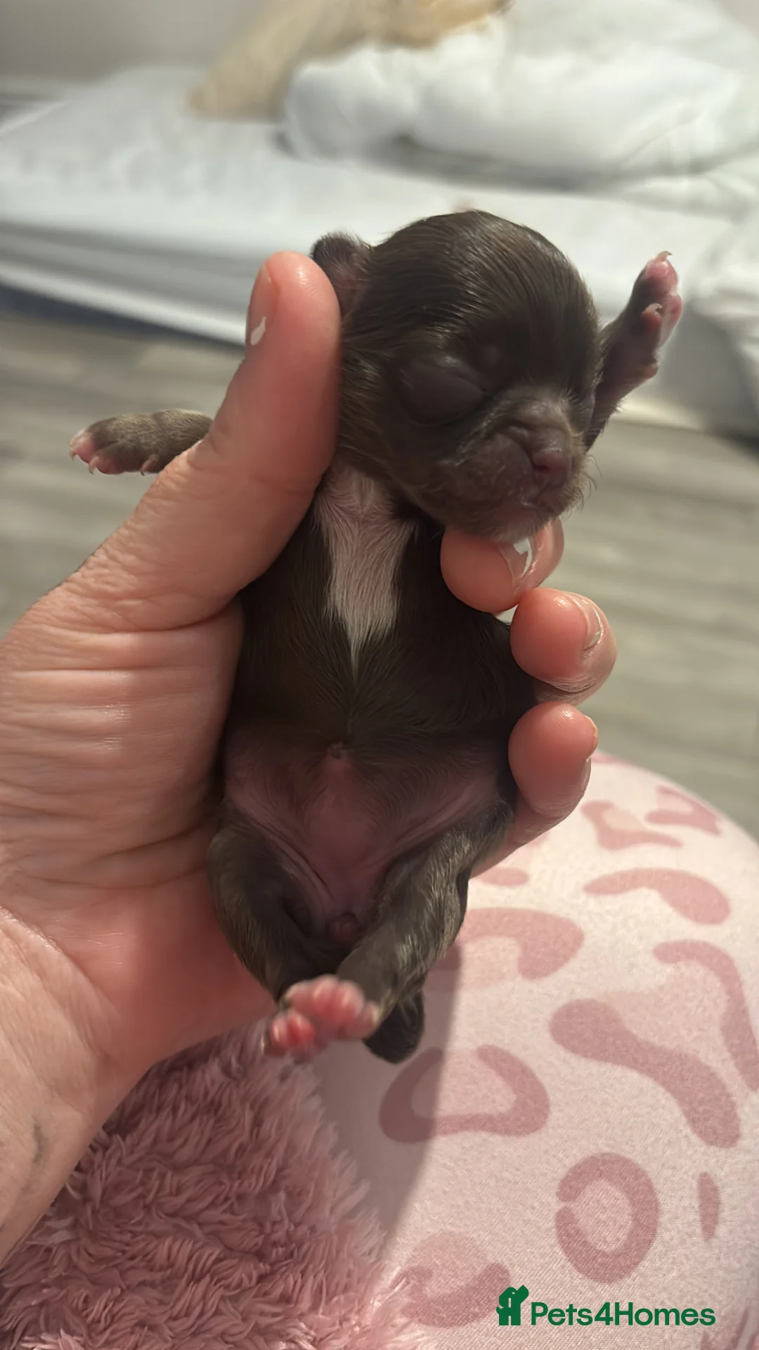 Chihuahua dogs for sale:  Tiny  Chihuahuas - Advert 2