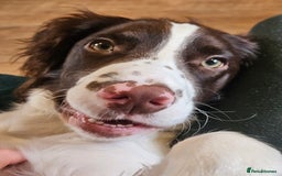 English Springer Spaniel dogs for sale: Springer spaniel  - Image 2