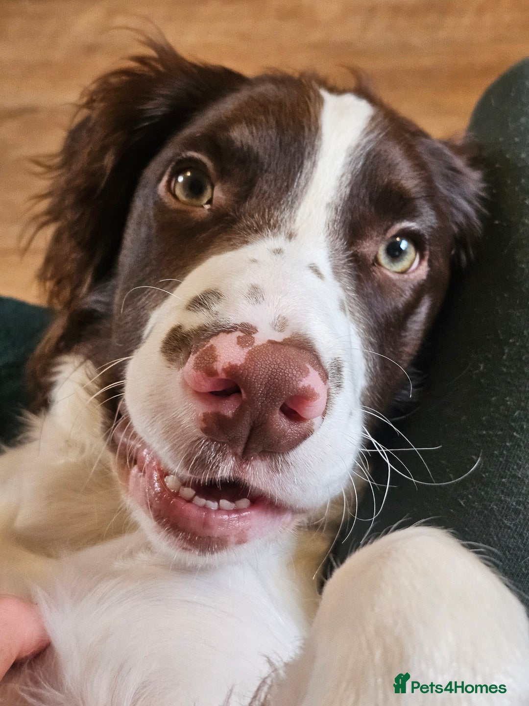 English Springer Spaniel dogs for sale: Springer spaniel  - Image 2