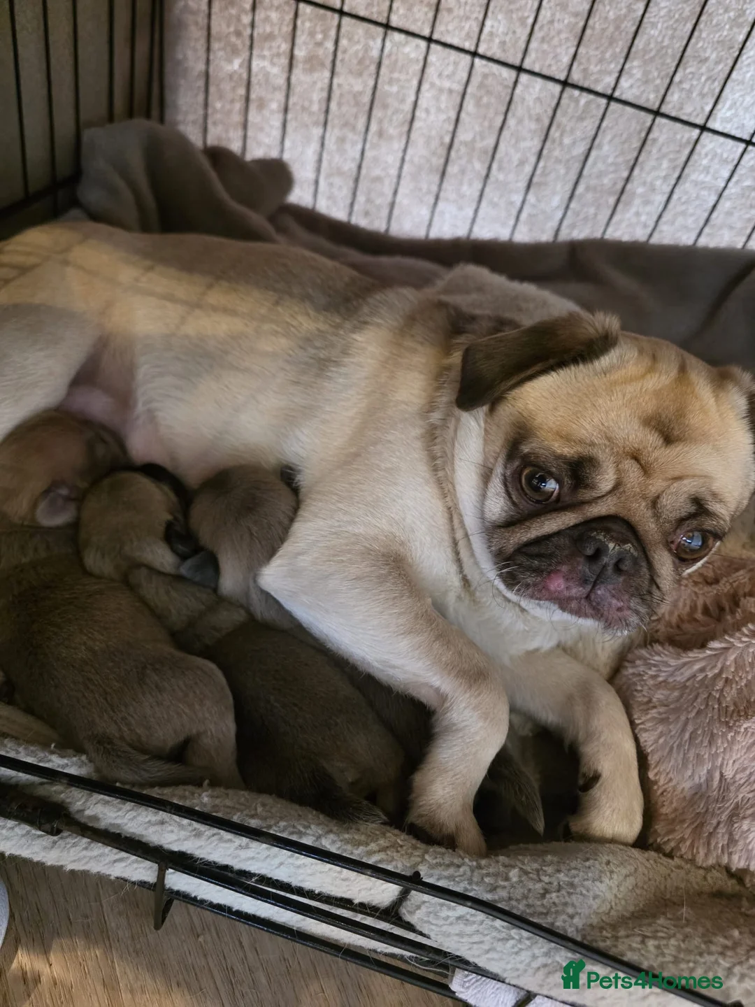 Pug dogs for sale: KC pug puppys  - Advert 2