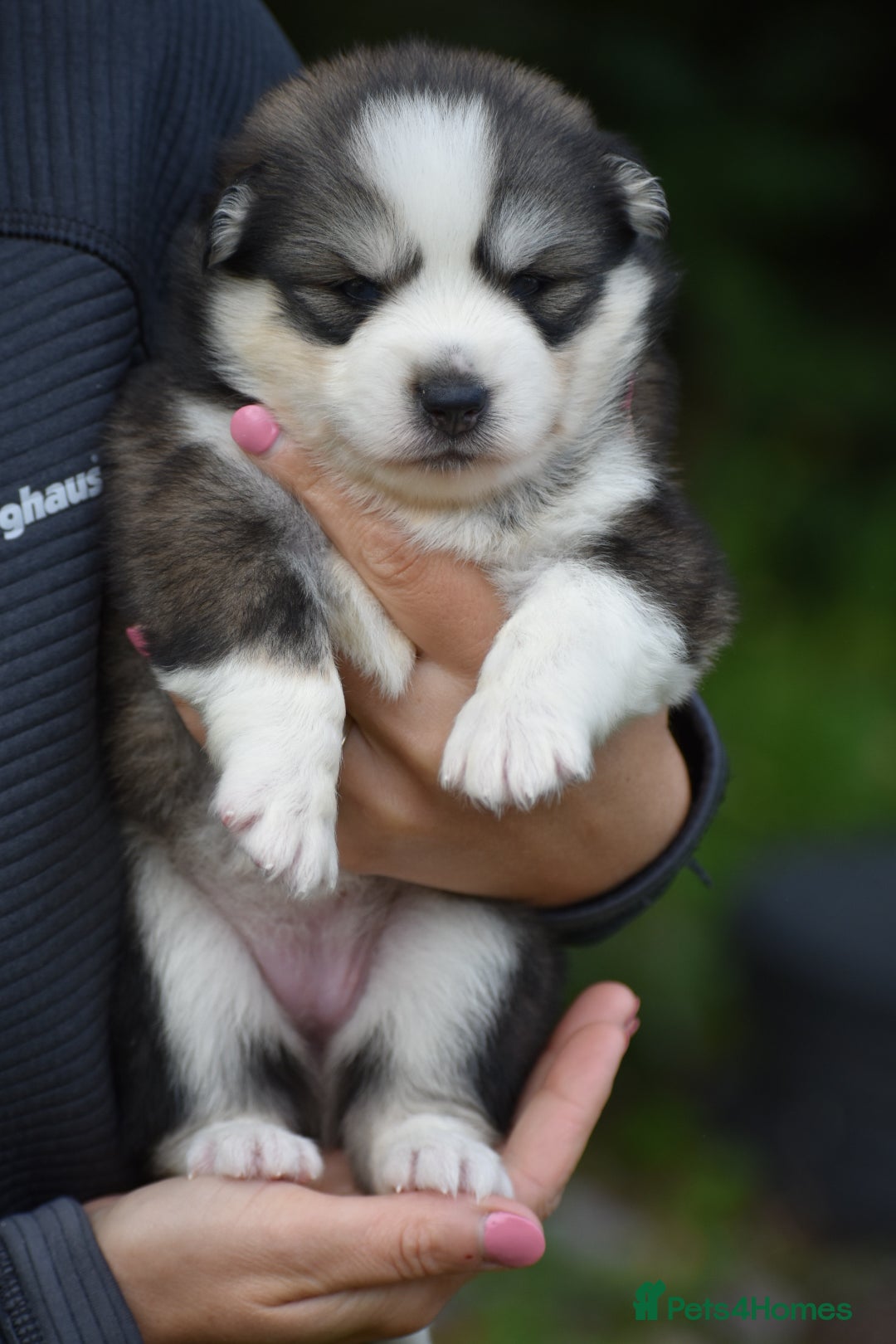 Pomsky dogs Genuine Celtic Star F3 Pomskies Available  - Advert 2