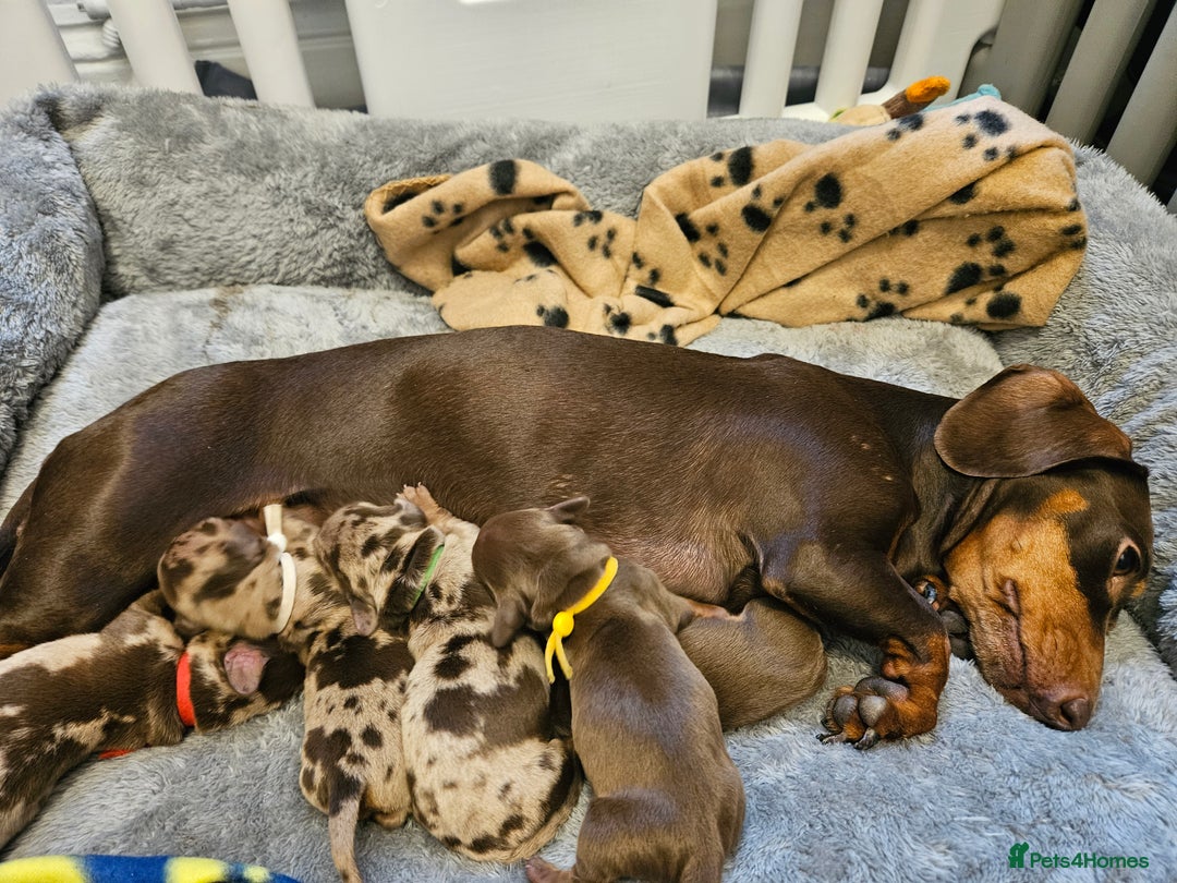 Dachshund dogs for sale: Miniature dauchaund  - Image 15