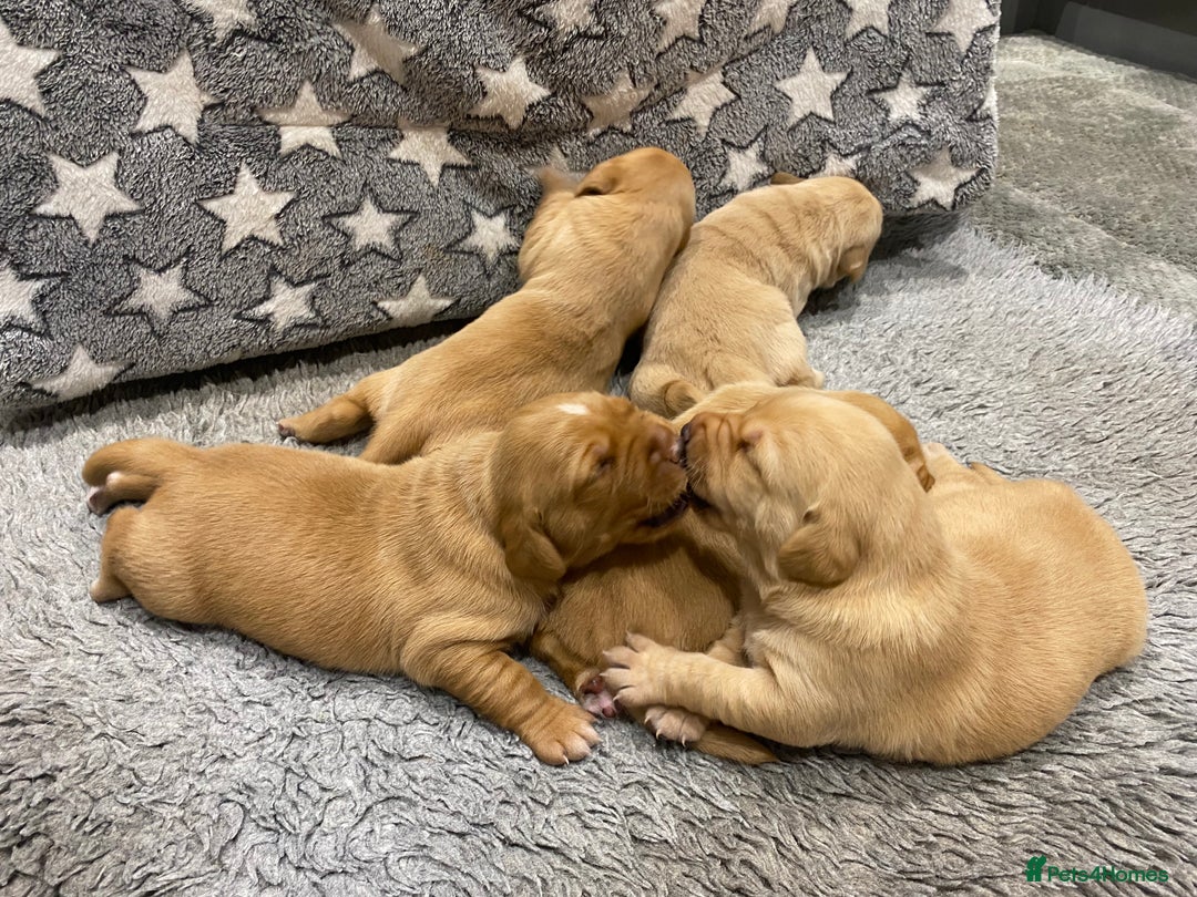 Labrador Retriever dogs for sale: Gorgeous KC registered Labrador Puppies  - Image 9