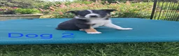 Border Collie dogs for sale: Beautiful border collie pups *3 dogs available* - Advert 11