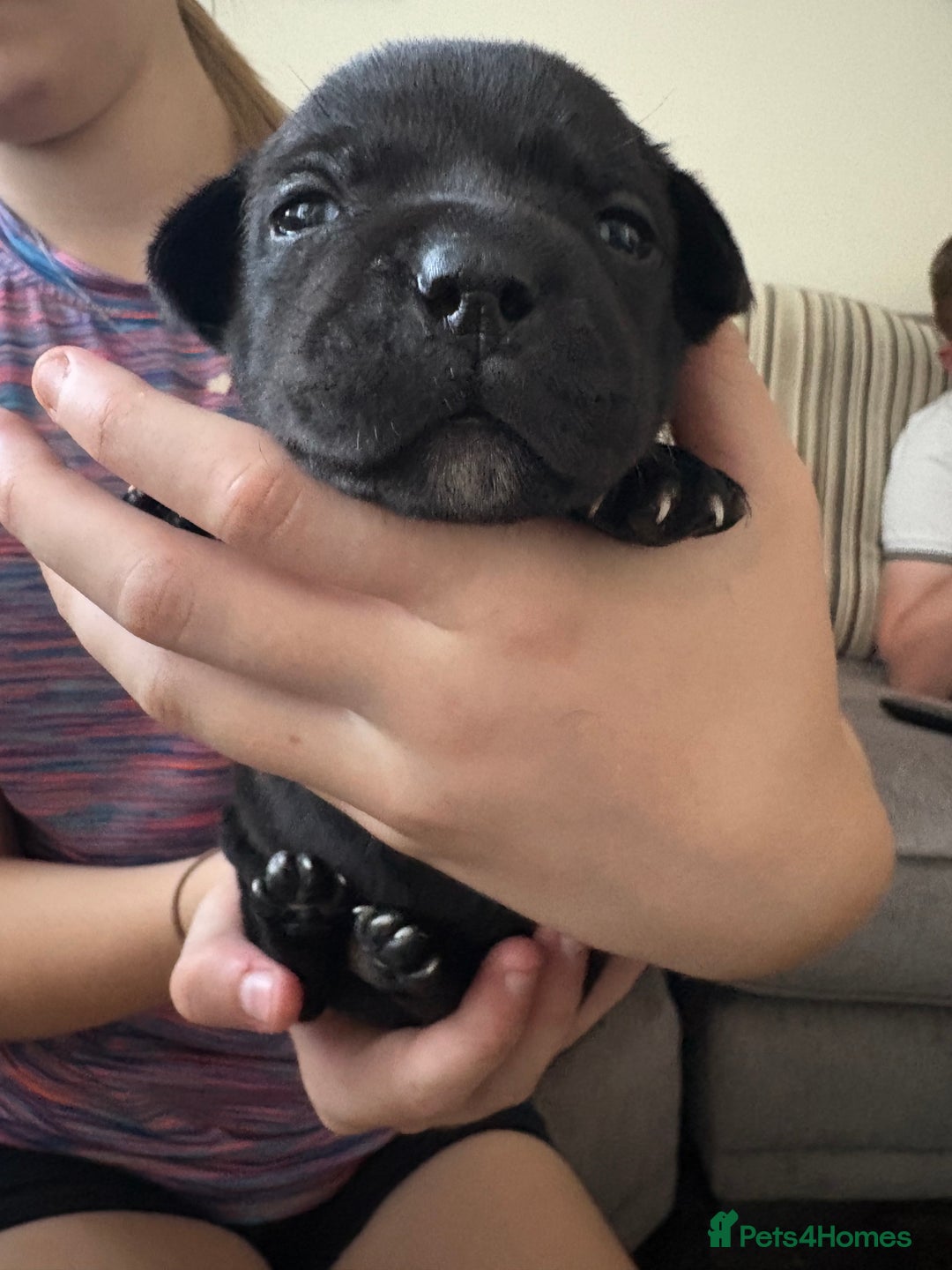Staffordshire Bull Terrier dogs for sale: 8 Staffordshire Bull Terriers  - Image 21