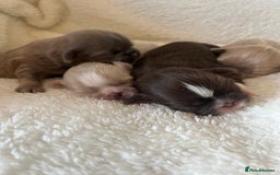 Shih Tzu dogs for stud: Bumble imperial Shihtzu for stud (Proven) in Liverpool - Image 4