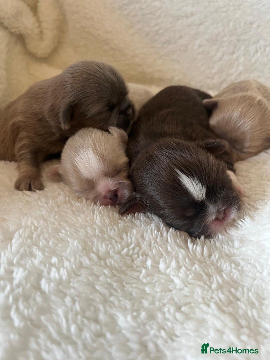 Shih Tzu dogs for stud: Bumble imperial Shihtzu for stud (Proven) in Liverpool - Image 4