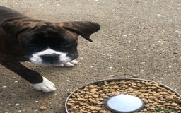 Boxer dogs for sale: Brindle/white boxer girl  - Image 6