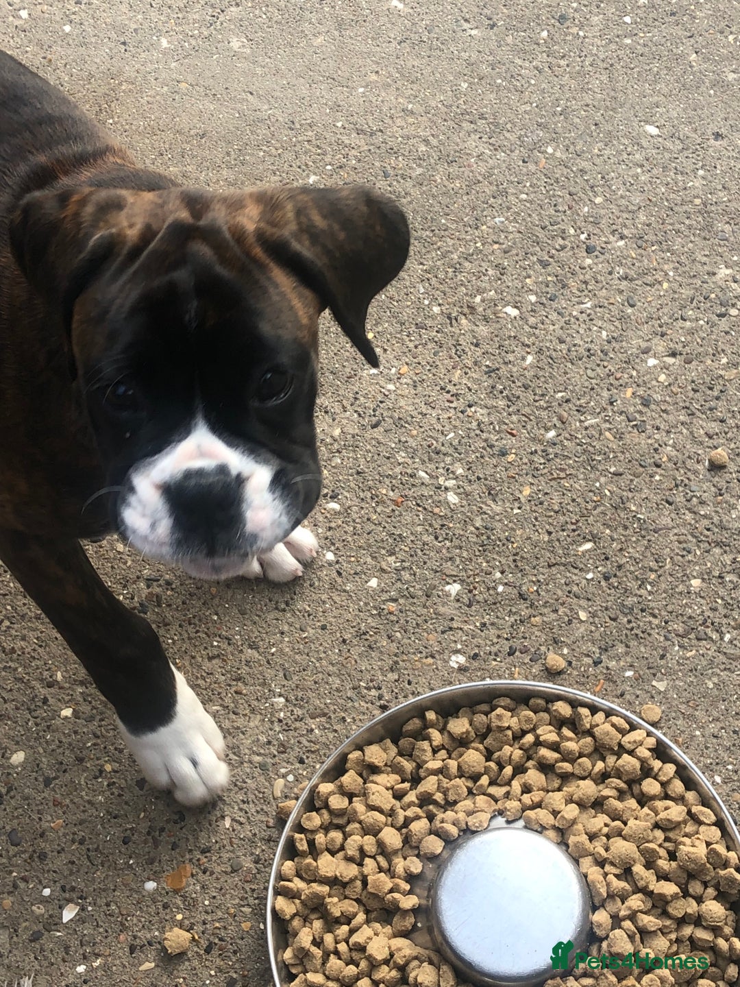 Boxer dogs for sale: Brindle/white boxer girl  - Image 6