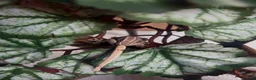 Gecko reptiles for sale: Crested geckos for sale🦎 - Advert 2