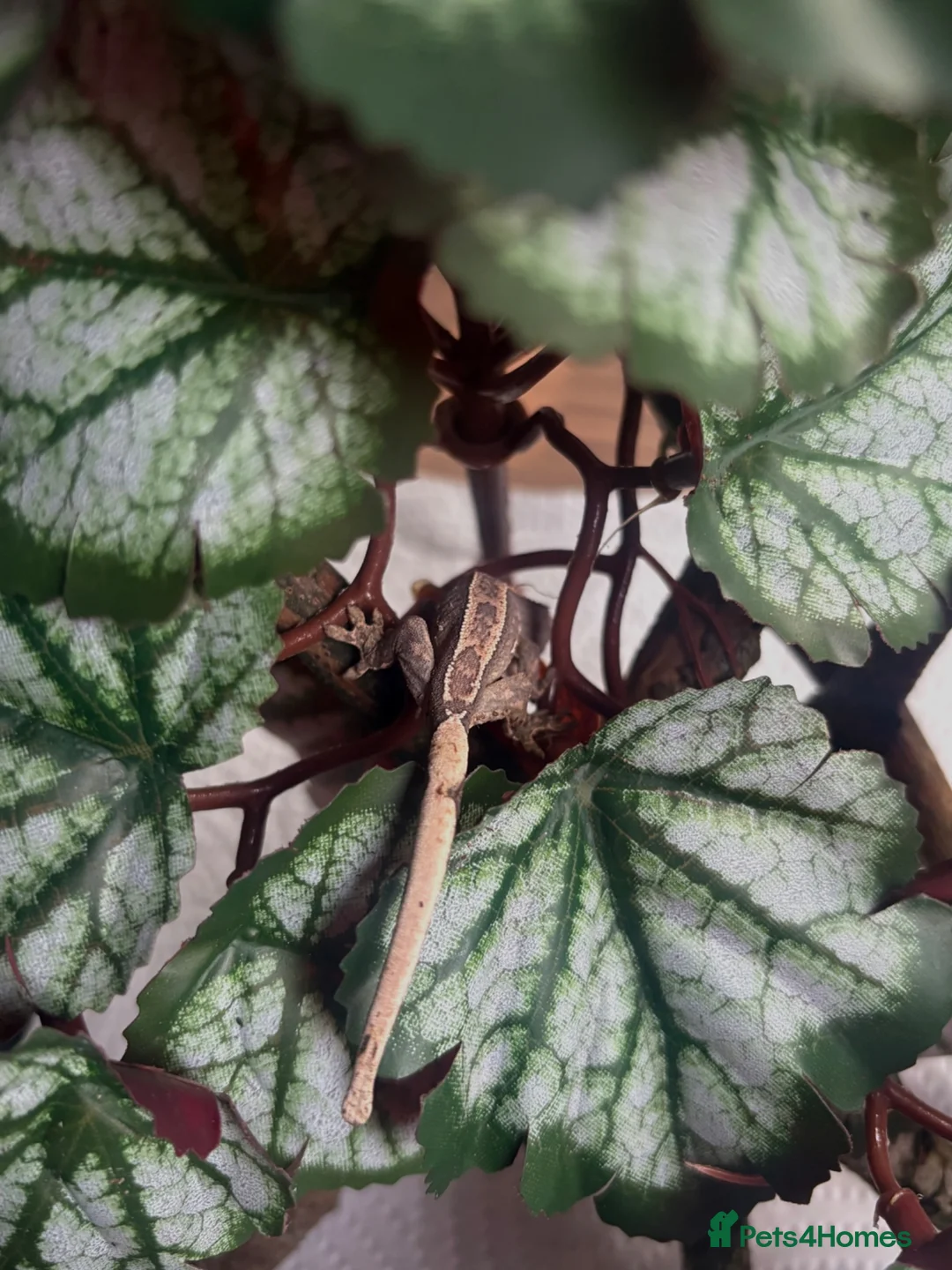 Gecko reptiles for sale: Crested geckos for sale🦎 - Advert 2