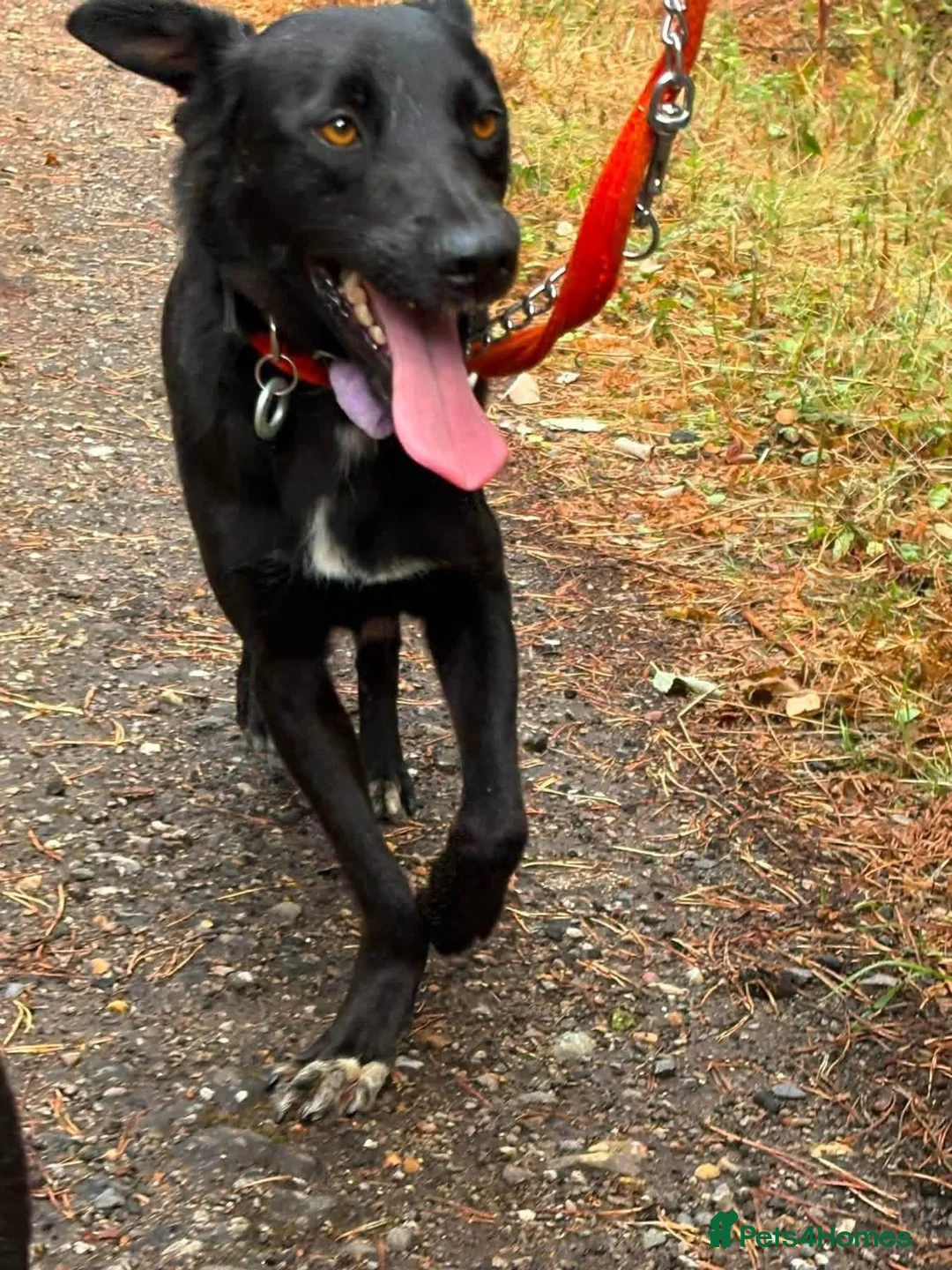 Mixed Breed dogs for adoption: Carl - Norwich Norfolk  - Advert 9