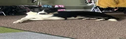 Border Collie dogs for sale: Beautiful luna - Advert 2