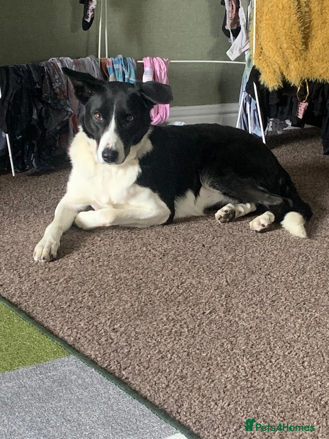 Border Collie dogs for sale: Beautiful luna - Advert 2