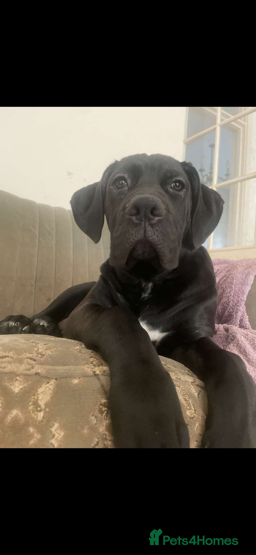 Cane Corso dogs for sale: Cane corso pups 4.5 months old  - Image 2
