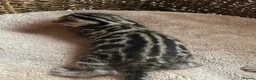 Bengal cats for sale: 🏆Tica Active Seal Siver Lynx Pedigree Bengal🏆🎉 in Birmingham - Advert 2