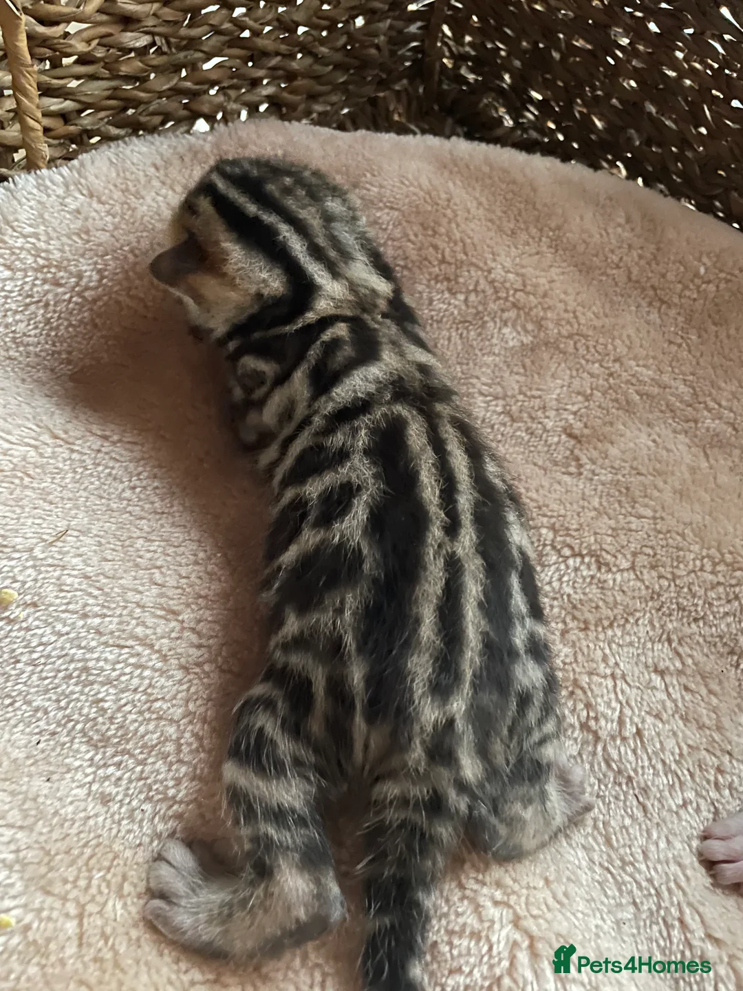 Bengal cats for sale: 🏆Tica Active Seal Siver Lynx Pedigree Bengal🏆🎉 in Birmingham - Advert 2